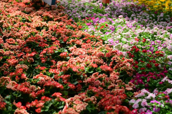 Les Enjeux Cachés de l'Immobilier Résidentiel en Milieu Rural