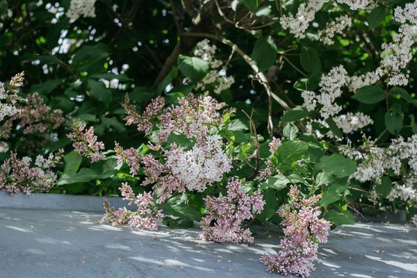 Les maisons les plus chères du monde : focus sur leur prix